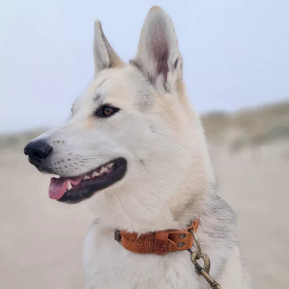 Collier pour chien en cuir CAMEL – Cuir italien tanné végétal