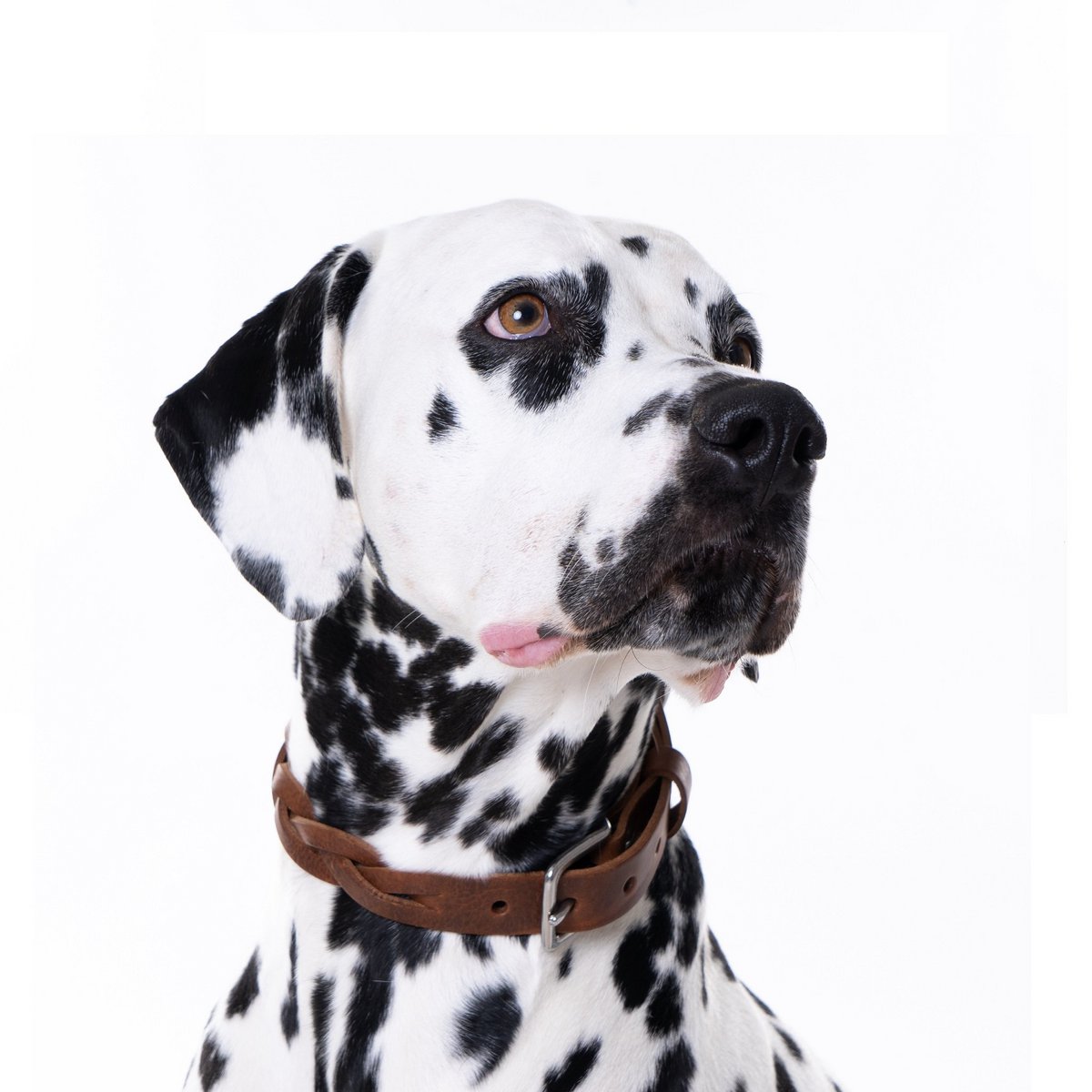 Collier Torsaé en cuir pour chien – Marron