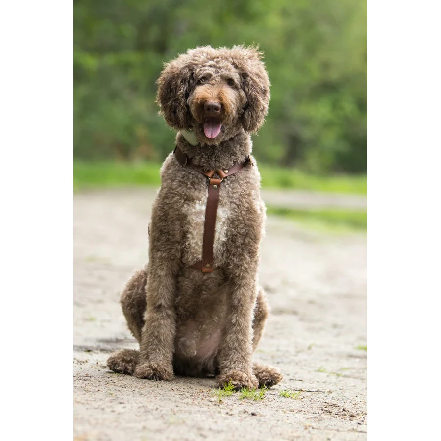 Harnais Y pour chien en cuir – NO CHICHI Brun