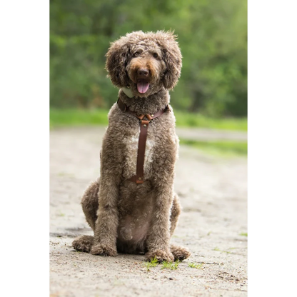 Harnais Y pour chien en cuir – NO CHICHI Brun