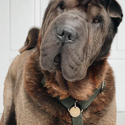 Harnais pour chien Simply Hemp – Vert forêt