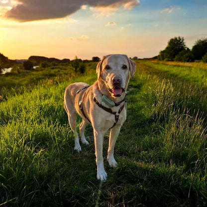 Harnais Y pour chien en cuir – NO CHICHI Brun