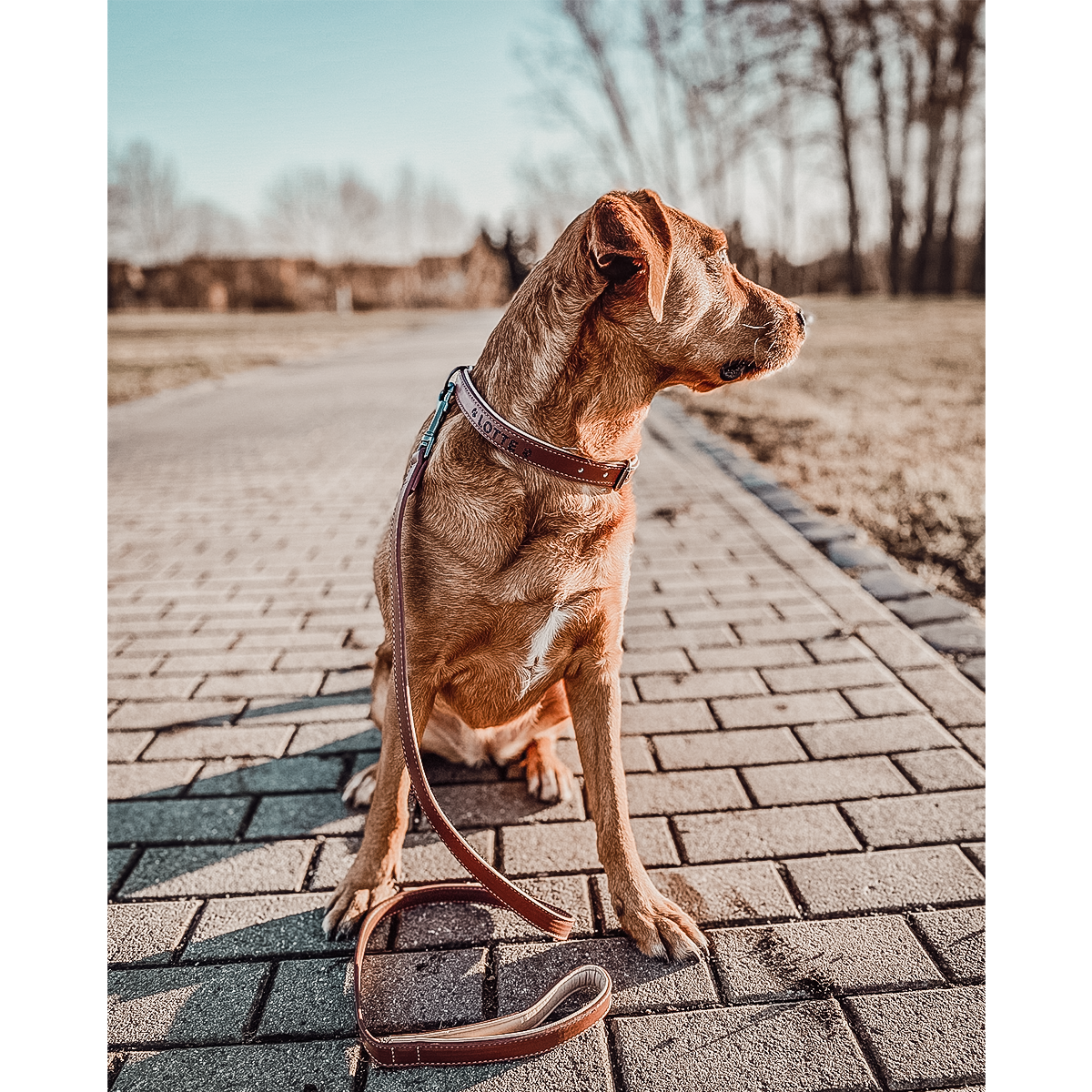 Collier & Laisse pour Chien Vegan Marron & Beige – NE & No®