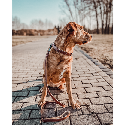 Collier & Laisse pour Chien Vegan Marron & Beige – NE & No®