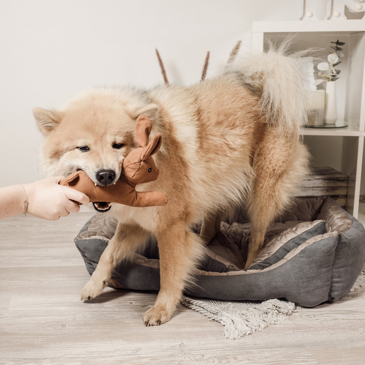 Haru — Le lapin compagnon de jeu pour chien