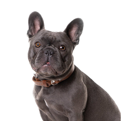 No Fuss – Collier pour chien en cuir marron
