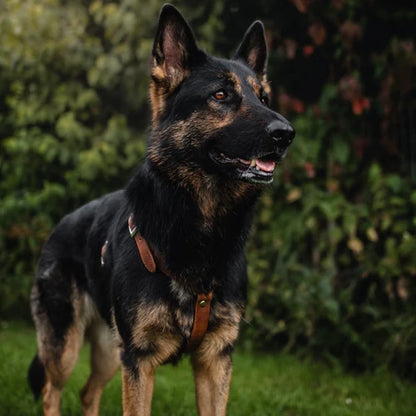Harnais Y pour chien en cuir – NO CHICHI Brun