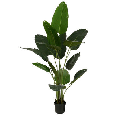 Bananier artificiel 180 cm fond blanc