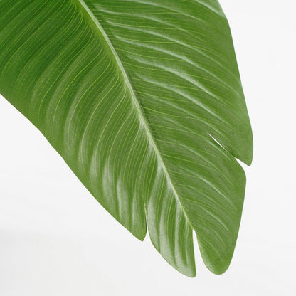 Détail feuille bananier artificiel premium