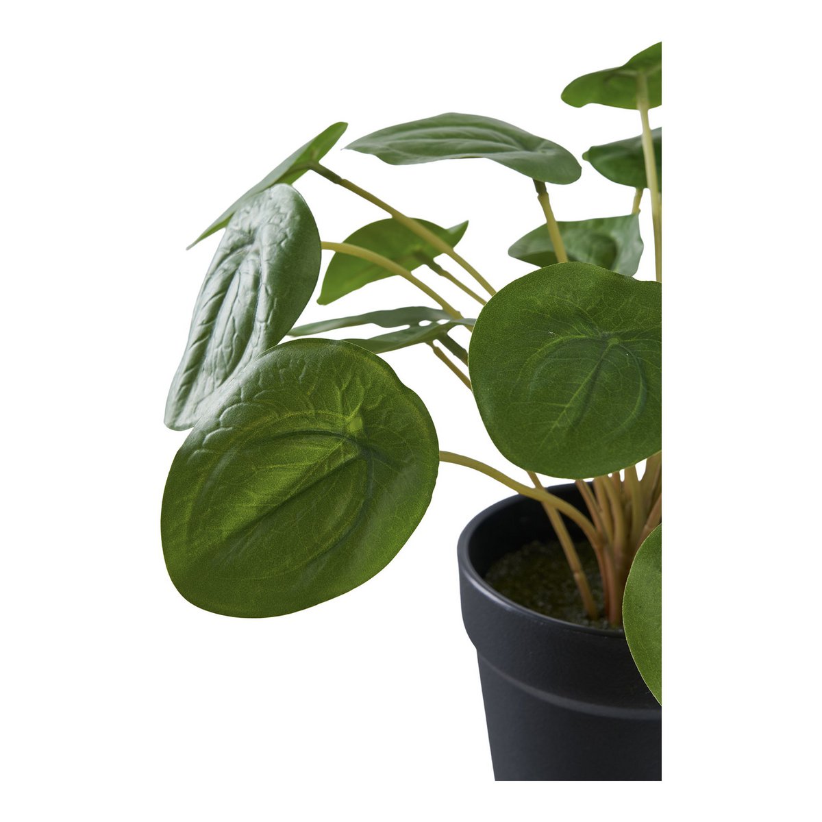 Détail du feuillage rond de la plante artificielle Pélia ARCANCE