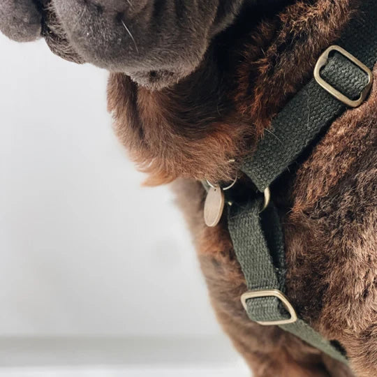 Harnais pour chien Simply Hemp – Vert forêt