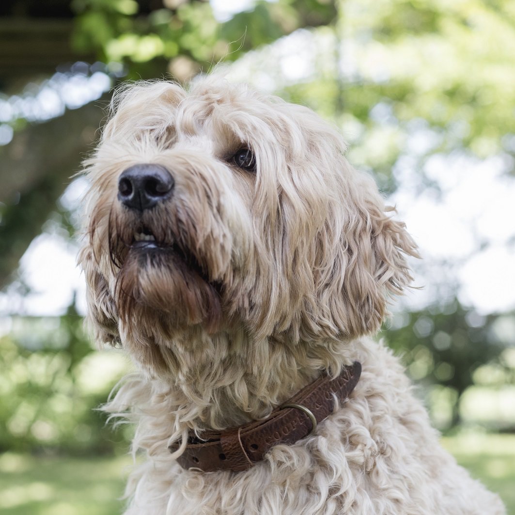 Collier Torsaé en cuir pour chien – Marron