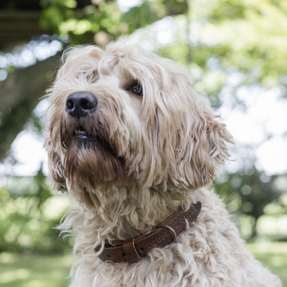 Collier Torsaé en cuir pour chien – Marron