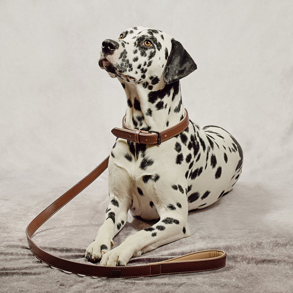 Collier & Laisse pour Chien Vegan Marron & Beige – NE & No®