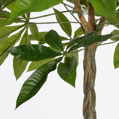 Zoom tronc tressé en bois véritable du Pachira artificiel